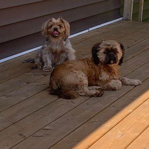 Meet your Posher, Janice